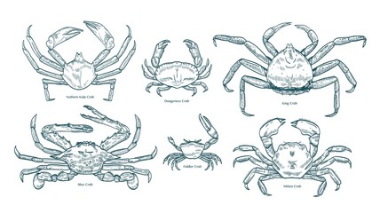Collection of elegant drawings of various types of crabs. Bundle of beautiful marine animals or crustaceans hand drawn on white background. Monochrome vector illustration in vintage engraving style. © Good Studio