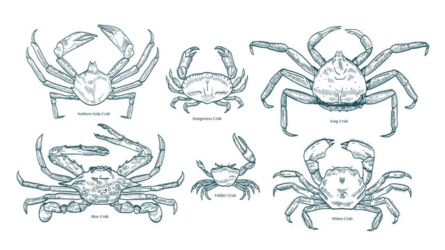Где найти чертеж бура краба "Fiddler Crab" Images - Browse 11 Stock Photos, Vectors, and Video Adobe Stock