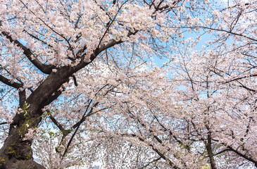 cherry blossoms blossming in spring in seoul south korea taken at Seoul Grand Park