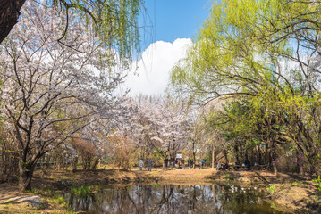 Cherry blossoms blossming in spring park at Yeouido Island, Seoul, South Korea