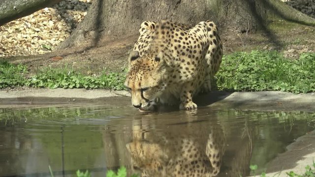 Cheetah drinking water from the lake (Acinonyx jubatus)