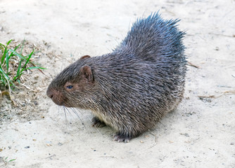 porcupine at Calauit Safari Park of Busuanga island, Palawan, Philippines