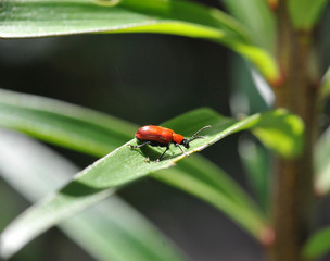 red beetle on a green leaf