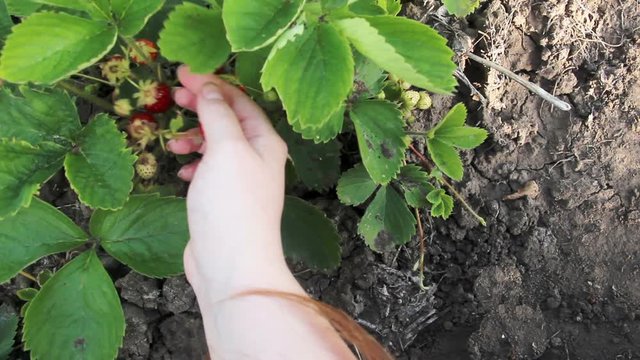 a female hand is tearing strawberries. Show ripe strawberries on the palm of your hand. Strawberry bush macro. The soil. Top view. Copy space for text