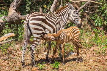 Zebra feeding her cub at Calauit Safari Park of Busuanga island, Palawan, Philippines