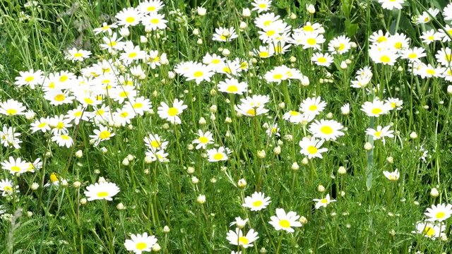 Matricaria chamomilla on wildflower meadow. Field of Camomile (Matricaria recutita).