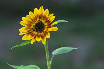 Eine noch kleine Sonnenblume