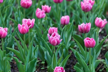 Obraz premium Pink tulips in a field