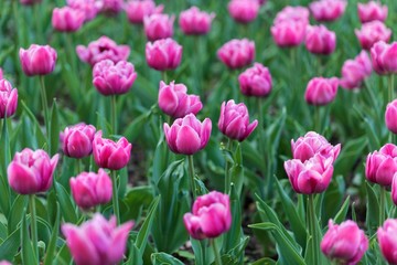 Pink tulips in a field