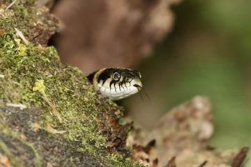 Head of a grass snake (Natrix natrix)