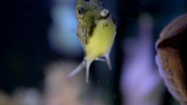 Underwater View of Yellow boxfish Swimming in Coral Reef. 