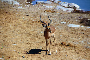 Wild antelopes in the steppe of Africa Namibia
