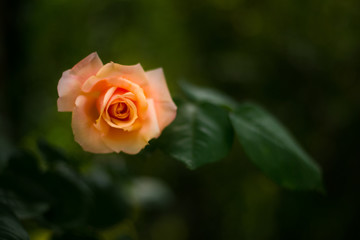 Rosa naranja