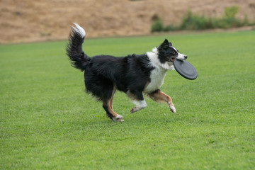 Fototapeta premium Border collie dog catching frisbee in jump outdoor. Selective focus
