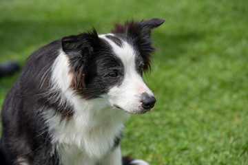 Head shot of Border Collie. Selective focus on the dog