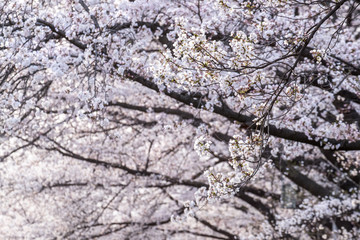 cherry blossoms blossming in spring in seoul south korea natural background taken at Seoul Yeouido island