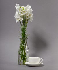 bellflower in a vase on gray background
