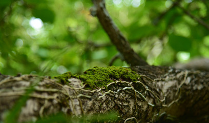 Green moss in the tree. Green moss in forest.