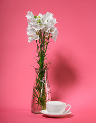 bellflower in a vase on pink background