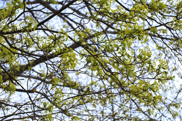 new foliage on the tree of the linden tree