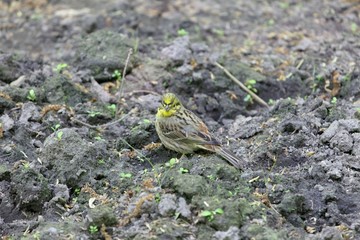 Yellowhammer bird (Emberiza citrinella) on dark brown soil