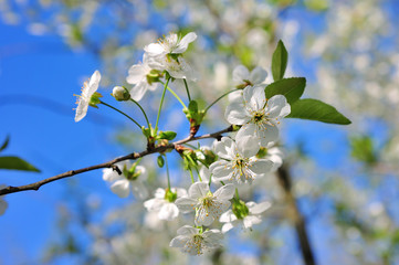 Vintage photo of cherry tree flowers