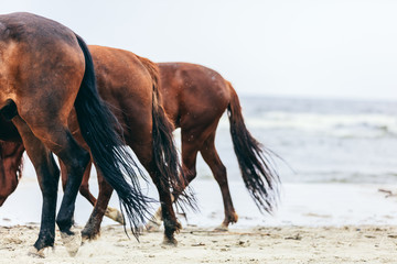 Three horse rumps on the beach in a close up.