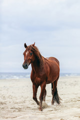 Fototapeta na wymiar Brown horse walking by the sea on the sandy beach.