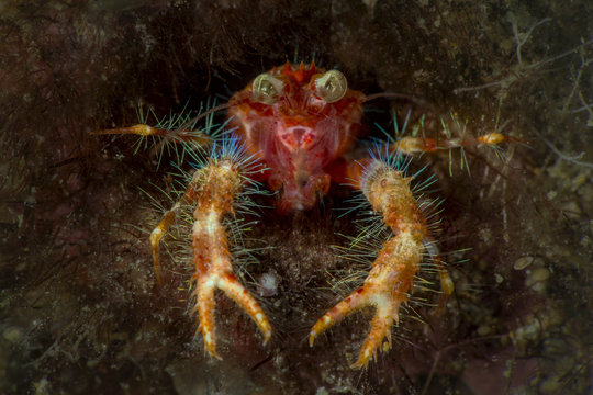 Olivar's Squat Lobster (Munida olivarae). Picture was taken in Anilao, Philippines