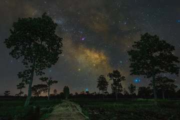 Fototapeta na wymiar Milky way with trees foreground