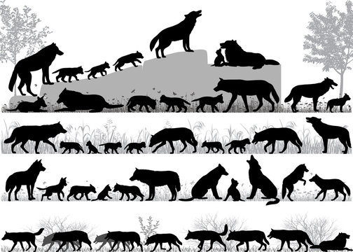 Silhouettes of wolves and its cubs outdoors