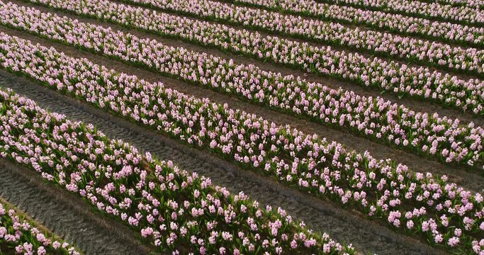 Aerial view of rows of beautiful tulip flowers at Keukenhof botanical garden in Lisse, Netherlands.