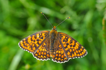 Melitaea arduinna, fritillary butterfly on wild flower. Colorful butterfly in nature