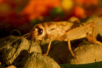 Cricket walking on the stones