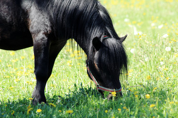 Shetland pony stallion at pasture at spring time.