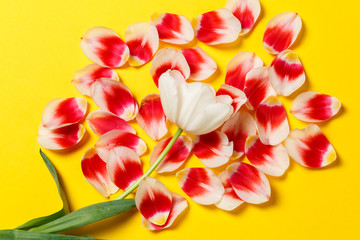 Feminine stylish mock up with tulip flower, petals. Copy space for your design, weddings, invitations, blogs, cards. Overhead top view. Flat lay red petals, white tulip flower on yellow background.