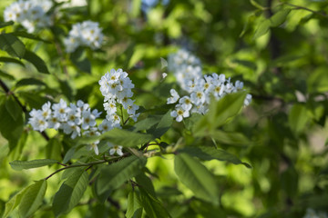  wild cherry blooms in the spring in the garden