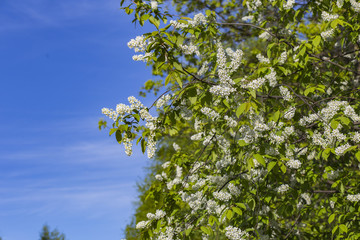  wild cherry blooms in the spring in the garden