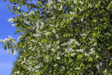  wild cherry blooms in the spring in the garden