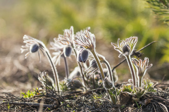 Eastern pasqueflower, prairie crocus, cutleaf anemone