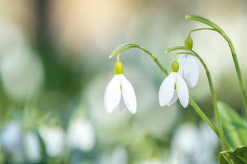 White blooming snowdrop folded or Galanthus plicatus. Spring sunny day in the forest. - Powered by Adobe