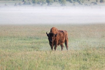 European bison bull (Bison bonasus) on meadow in the early morning and with fog.