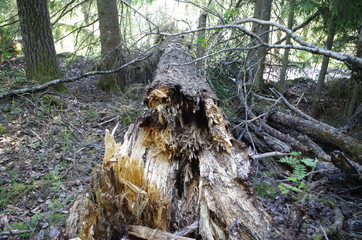 An old broken tree in the forest