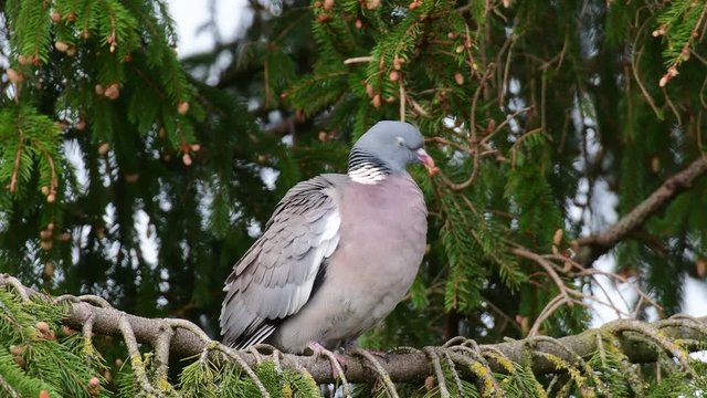 Woodpigeon sit in the tree and look, spring, (columba palumbus)
