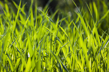 Obraz premium Green grass in the morning, background