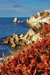 Amazing sea landscape with red cotinus. Crimea, Ukraine