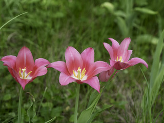 Fototapeta premium pink tulips blooming in the spring garden