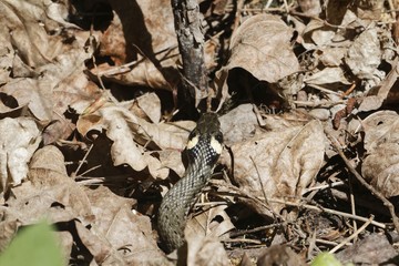 Head of a grass snake (Natrix natrix)