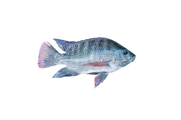 Nile tilapia fish isolated on white background 
