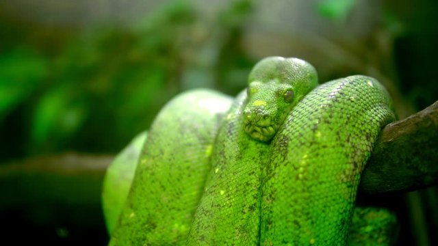 Green tree python - Morelia viridis 